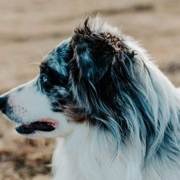 Miniature Australian Shepherds and Toy Australian Shepherds from Willow Lane Ranch