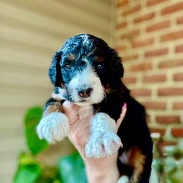Muffin - Tri-color female Bernedoodle puppy in Denver, Pennsylvania from Greenview Puppies