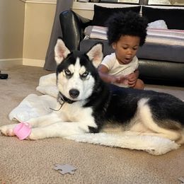 Blueberry - Siberian Husky