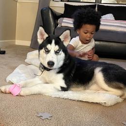 Blueberry - Siberian Husky