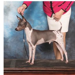 Gus - American Hairless Terrier