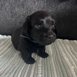 Rolly - Black male Dachshund puppy in Ocala, Florida from Weenie Boops