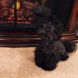 Magic - Shih Tzu