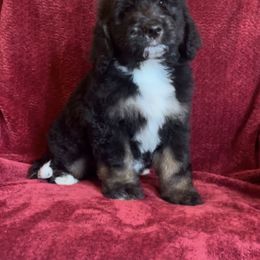 Bernedoodle Puppies from High Peaks Bernedoodles