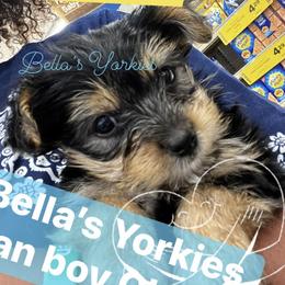 Yorkshire Terriers from Bella’s Yorkies
