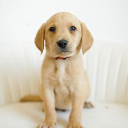 Storm - Yellow male Labrador Retriever puppy in Allons, Tennessee from UC Labradors LLC
