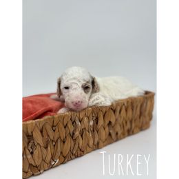 Turkey - Parti male Goldendoodle puppy in Smithfield, Kentucky from KBK9 Kennels