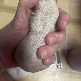 Chihuahua Puppies from Tammy's Chihuahuas