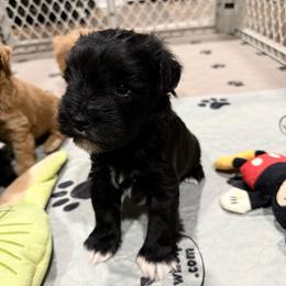 Flashy black male - Black male Miniature Schnauzer puppy in Forest, Virginia from Prestige Kennel LLC