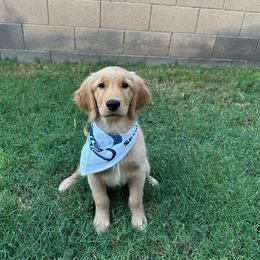 Golden Retriever Puppies from Daffodil Valley Goldens