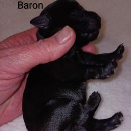 Baron - Black male Miniature Schnauzer puppy in Midland, Texas from Shebbies Puppy Palace