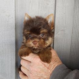 Boy 1 - Chocolate and tan male Yorkshire Terrier puppy in Jamestown, Tennessee from Green Ridge