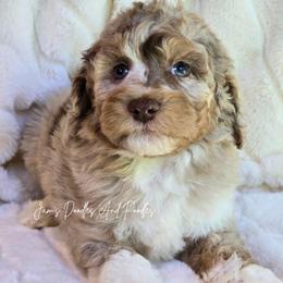 Courage - Brown merle male Aussiedoodle puppy in Cleveland, Georgia from Jam's Doodles And Poodles