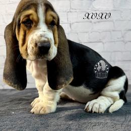 XOXO - Black white and brown female Basset Hound puppy in Dingess, West Virginia from Tuckers' Howling Hounds