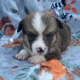 Blue - White and red male Pembroke Welsh Corgi puppy in Beulaville, North Carolina from Windy Acres Pembroke Welsh