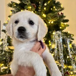 Venus (purple) - Light golden female Golden Retriever puppy in Pahrump, Nevada from Southern Nevada Goldens