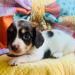 Tink - Chocolate and tan female Dachshund puppy in Stilwell, Oklahoma from MB’s Dachshunds