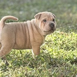 Bagel - Blue sable female Chinese Shar-Pei puppy in Lehigh Acres, Florida from Florida Wrinkles