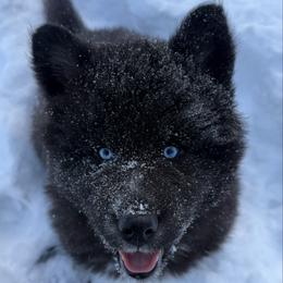 Rudolph - Black and white male Siberian Husky puppy in West Branch, Michigan from First Frost Kennels