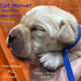 Cpt. Marvel - Yellow Collar, Yellow Female - 3,500 - Yellow female Labrador Retriever puppy in Eaton Rapids, Michigan from Higher Ground Labradors