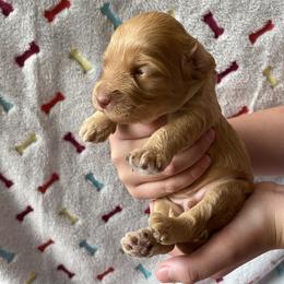 Australian Labradoodle and Double Doodle Puppies from Little Kingdom Doodles