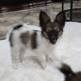 Brandy - Red white and sable female Papillon puppy in Hollister, Missouri from Swan Creek Kennel