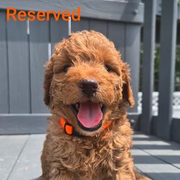 Goldendoodle Puppies from Wurster's Mini Wee Doodles