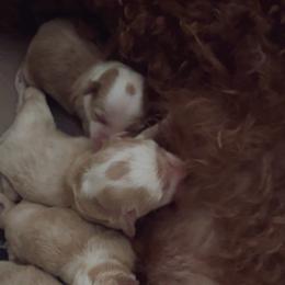 Maltipoo puppies from Pnwfamilydoodles