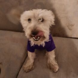Scottish Terriers from LaSondra Miracle