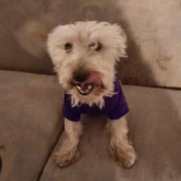 Scottish Terriers from LaSondra Miracle