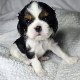 Cavalier King Charles Spaniel Puppies from Graceful Acres