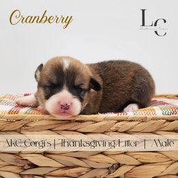 Cranberry - Red male Pembroke Welsh Corgi puppy in Pine Village, Indiana from NL Horsemanship