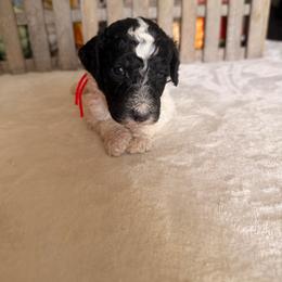 Scarecrow - Parti male Poodle puppy in Luana, Iowa from Country View Bernedoodles and Goldendoodles
