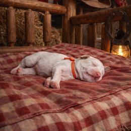 Morgan (Wallen) - Caramel cream male Australian Labradoodle puppy in Millville, California from Hope Lane Kennels