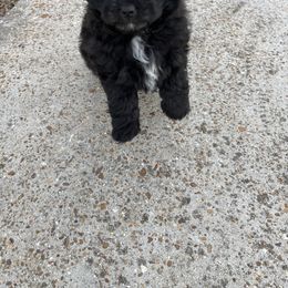 Boy 2 - Toy Australian Shepherd puppy in Orange, Texas from Fur The Love Of Doodle