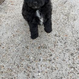 Boy 2 - Toy Australian Shepherd puppy in Orange, Texas from Fur The Love Of Doodle