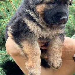 German Shepherd Puppies from Zwinger vom Schneider Wald