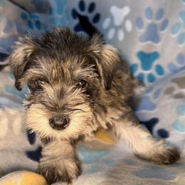 Ruby - Salt and pepper female Miniature Schnauzer puppy in Frankford, Delaware from Miniature Schnauzers of Delmarva