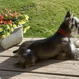 Miniature Australian Shepherd, Miniature Schnauzer, and Toy Australian Shepherd All Grown Up from Roses Halfpint Ranch