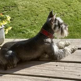 Miniature Australian Shepherd, Miniature Schnauzer, and Toy Australian Shepherd All Grown Up from Roses Halfpint Ranch