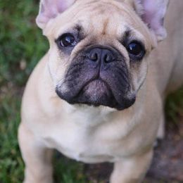 French Bulldogs from Jaya French Bulldogs