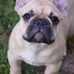 French Bulldogs from Jaya French Bulldogs