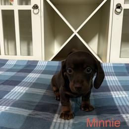 Dachshund puppies from Bedrock Dachshunds