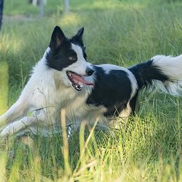 Maia - Border Collie