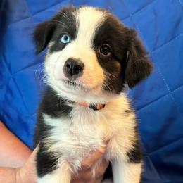 Bingo - Black tri-color female Australian Shepherd puppy in Monroe, North Carolina from Meekey Family Aussies