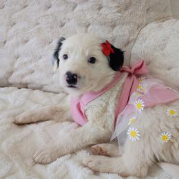 Spot border Collie Australian mix - White and blue merle female Border Collie puppy in Paradise, California from Richview Shihtzu