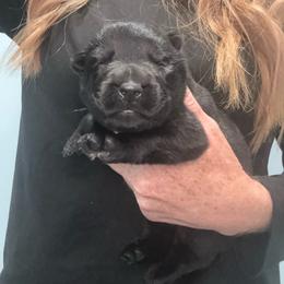 Blue collar - Black male German Shepherd puppy in Canterbury, Connecticut from Nachtwaechter German Shepherds, LLC
