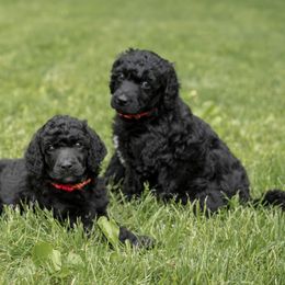 Poodle Puppies from Perigueux Poodles