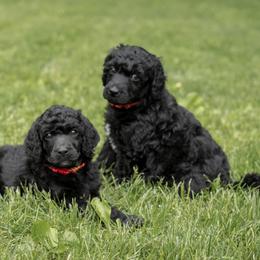 Poodle Puppies from Perigueux Poodles