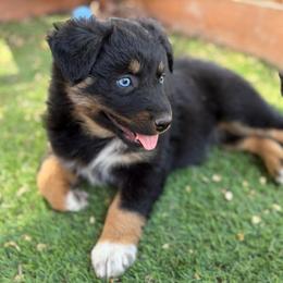 Star - Black tri-color female Australian Shepherd puppy in Roff, Oklahoma from Circle J Aussies